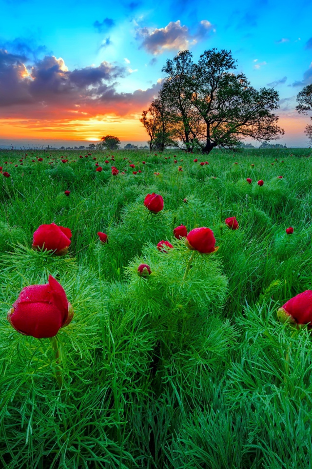 Полевые тонколистные красные пионы на рассвете  