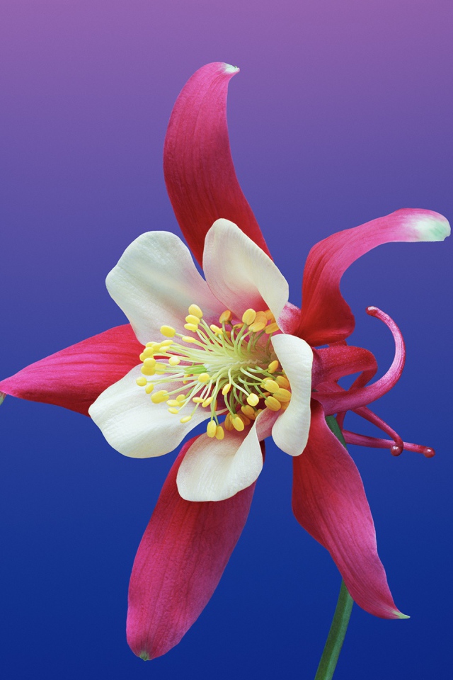 Цветок водосбор крупным планом на фиолетовом фоне