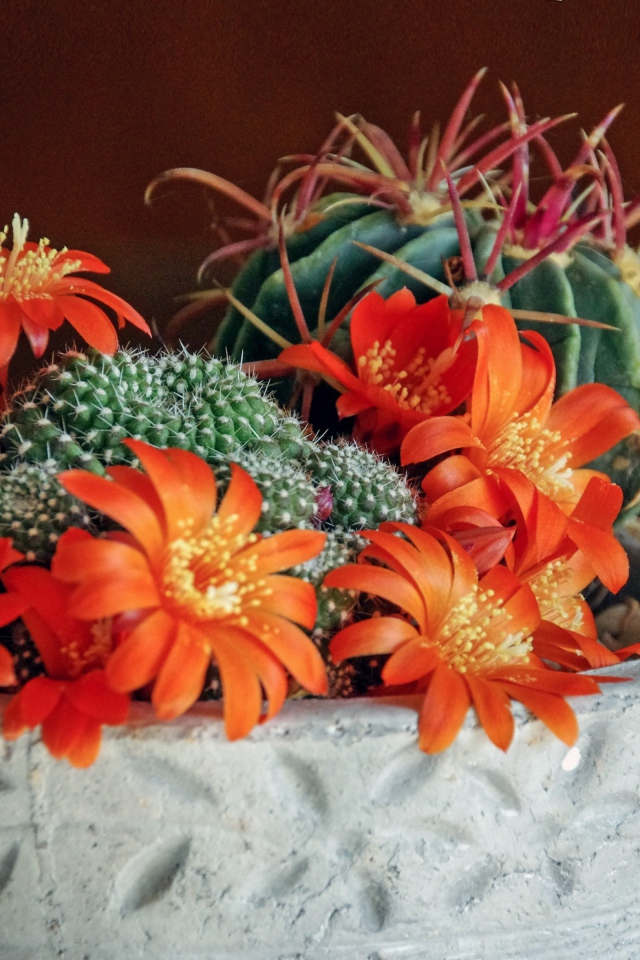 Цветущий комнатный цветок маммиллярия