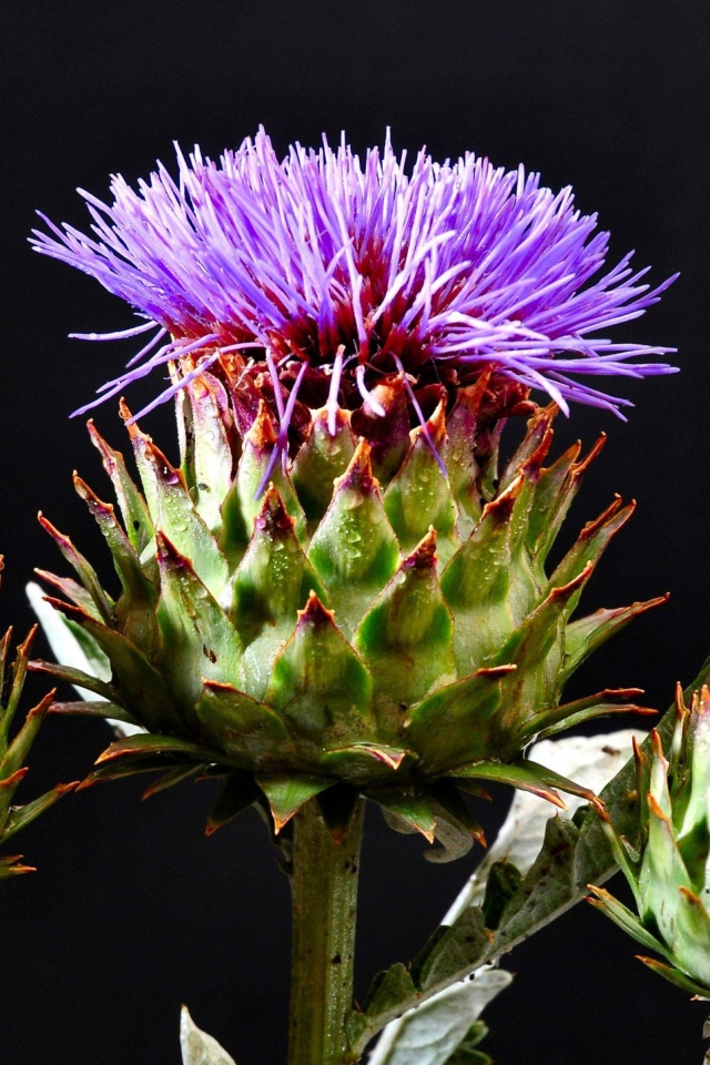 Цветущие шляпки чертополоха на черном фоне