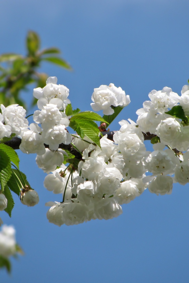 Цветущая белыми цветами ветка черешни