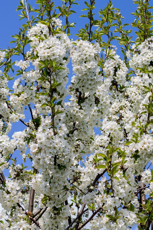 Цветущее белыми цветами весеннее дерево 