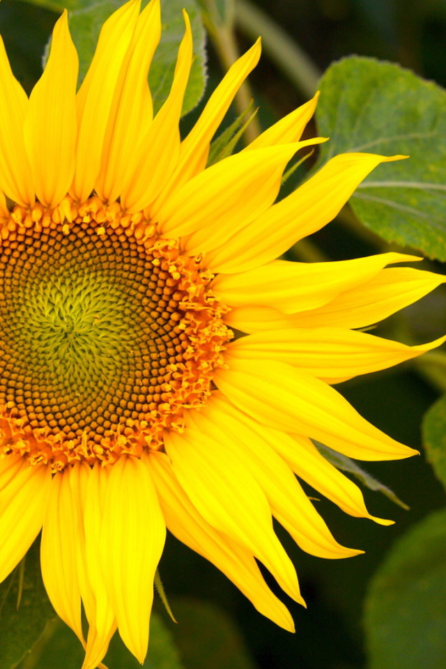 Цветущий желтый подсолнух 