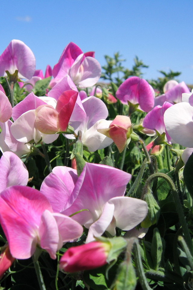 Цветы душистого горошка крупным планом