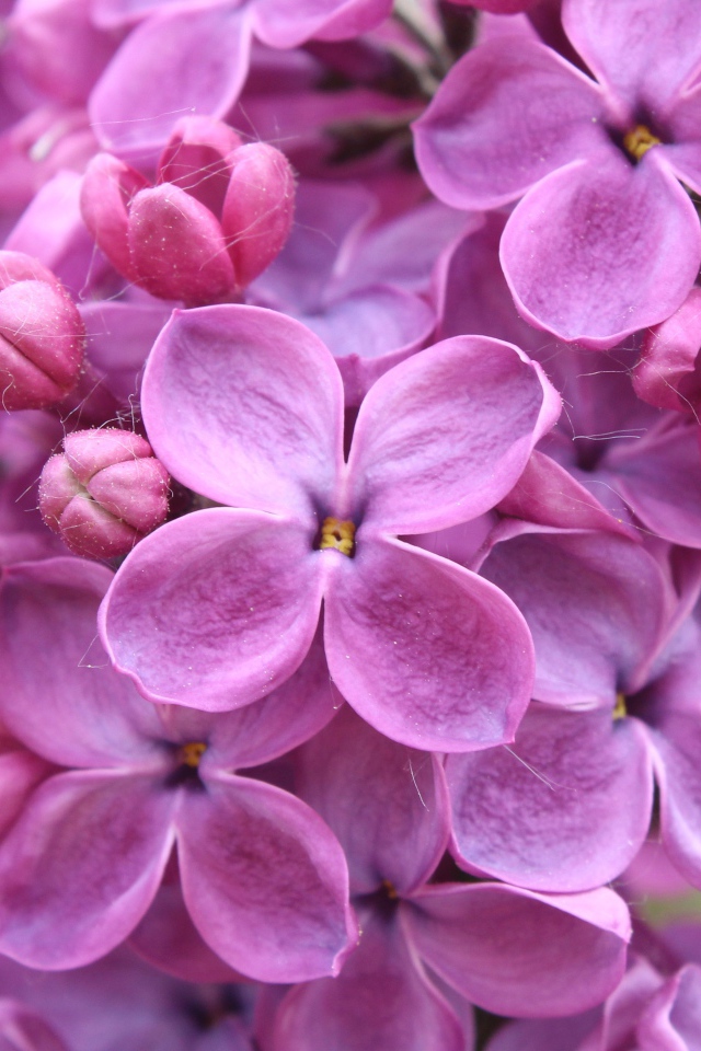 Цветы фиолетовой сирени 