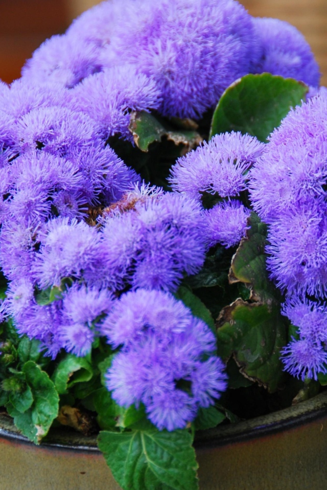 Пушистый сиреневый комнатный цветок  агератум в горшке