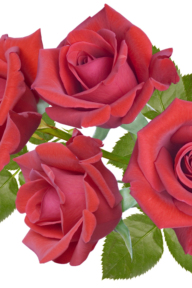 Четыре бордовые розы крупным планом на белом фоне