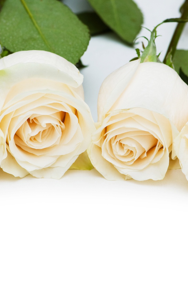 Четыре нежных белых розы на белом фоне