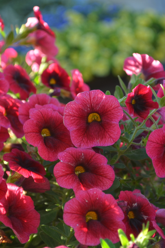 Садовые бордовые цветы Калибрахоа 