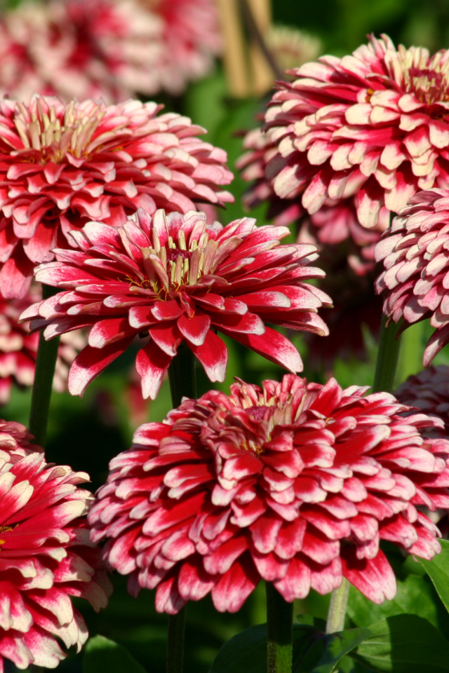 Садовые цветы циния крупным планом