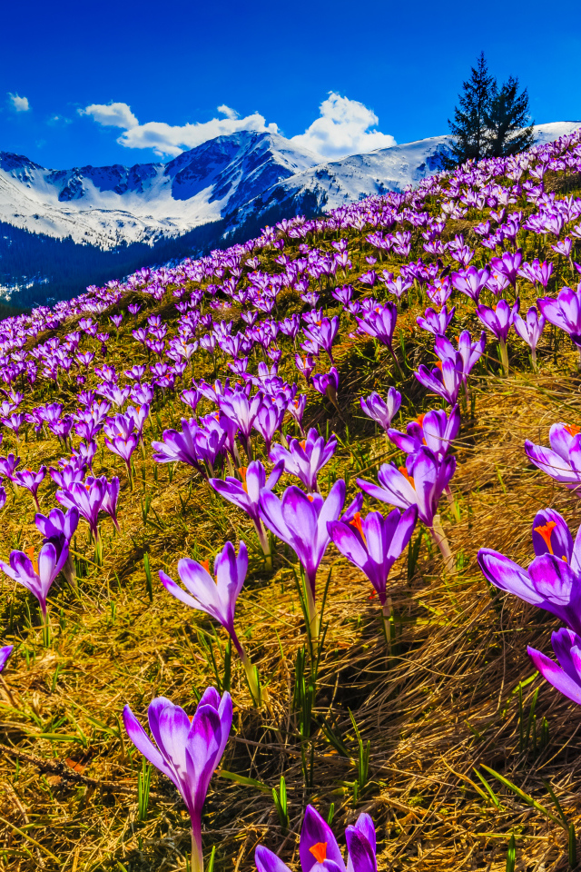 Поляна фиолетовых альпийских крокусов 