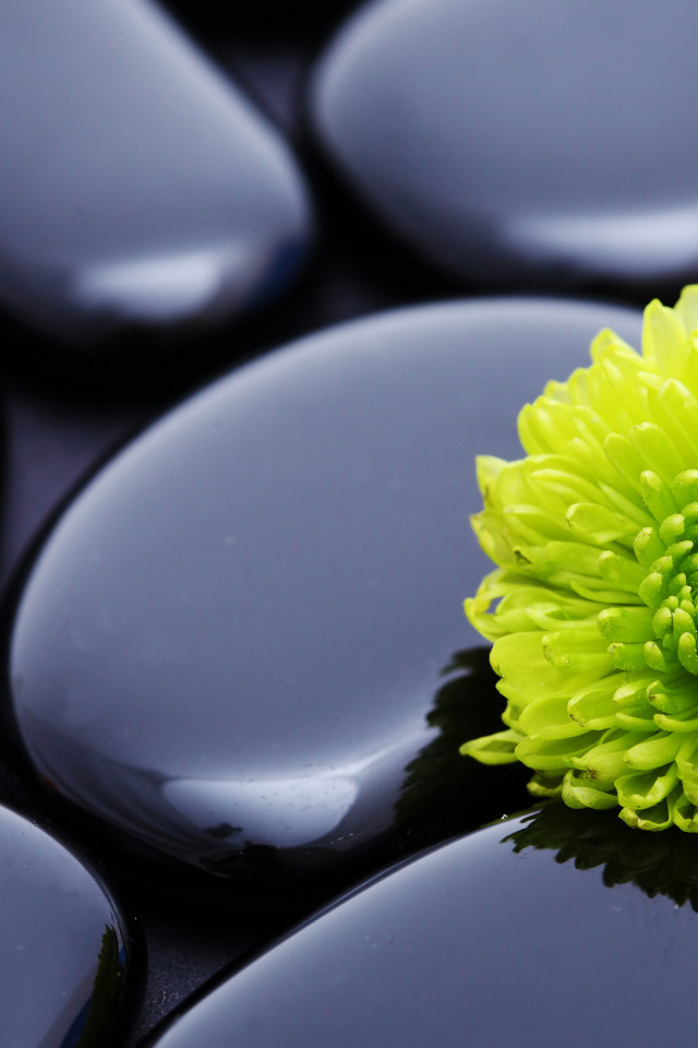 Зеленая хризантема на черных камнях 