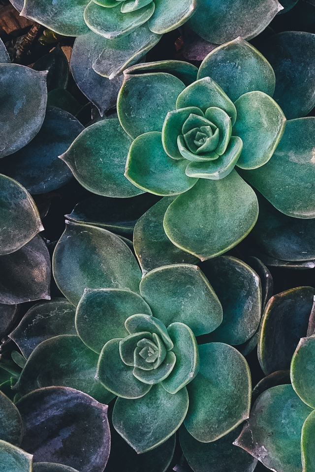 Зеленые цветы эхеверия крупным планом