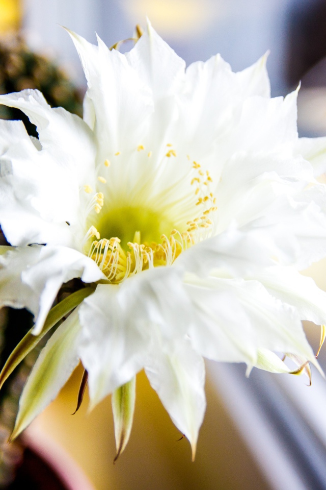 Зеленый колючий кактус с белым цветком 