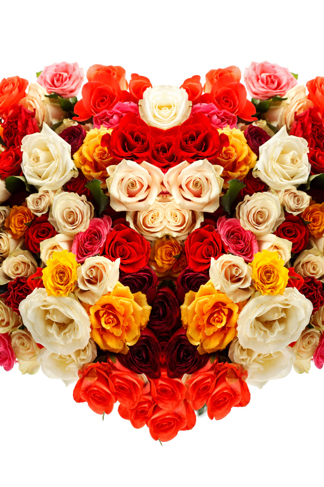 Сердце из разноцветных роз на белом фоне