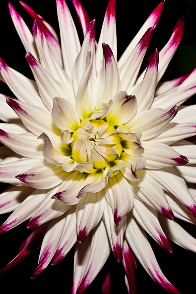 Крупная белая георгина  на черном фоне 