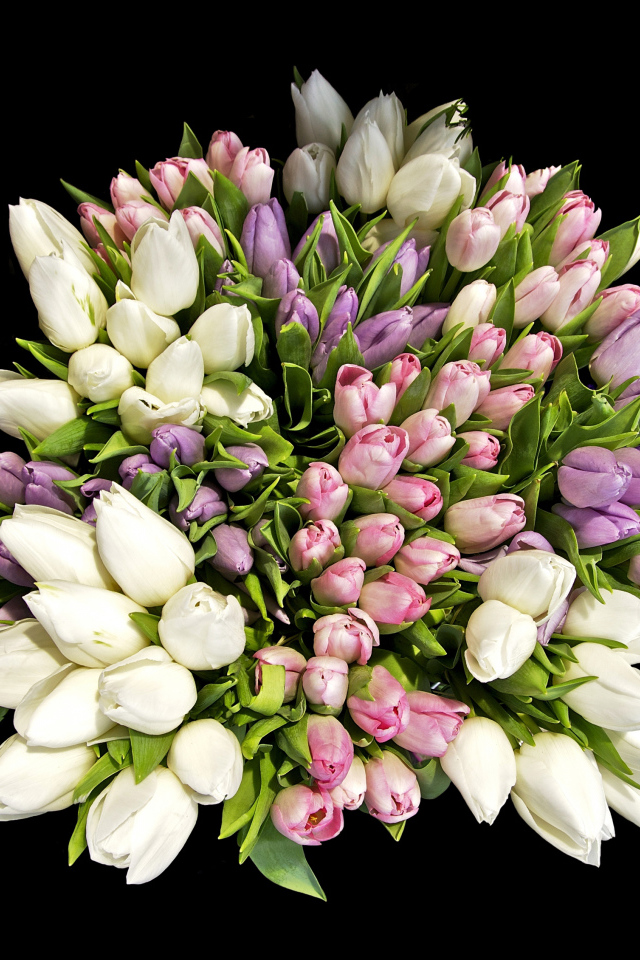 Большой красивый букет разноцветных тюльпанов на черном фоне