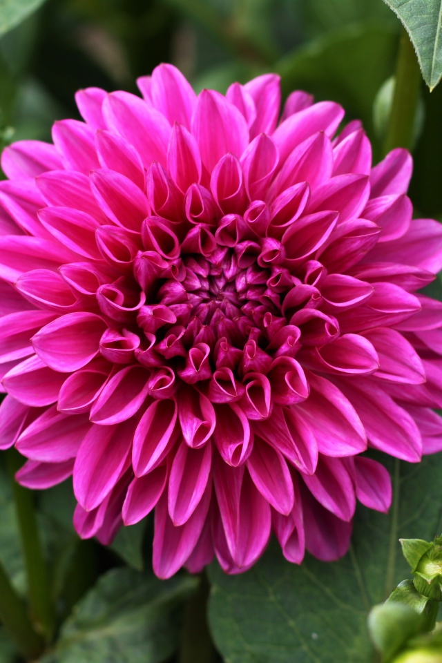 Крупный красивый розовый цветок георгина