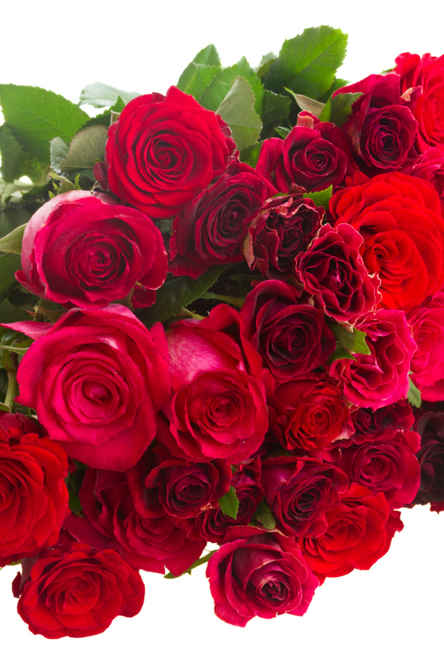 Большой букет бордовых роз на белом фоне