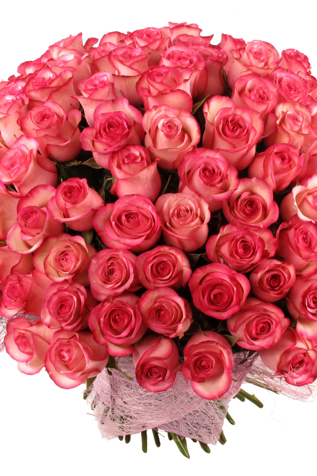 Большой букет нежных розовых роз на белом фоне