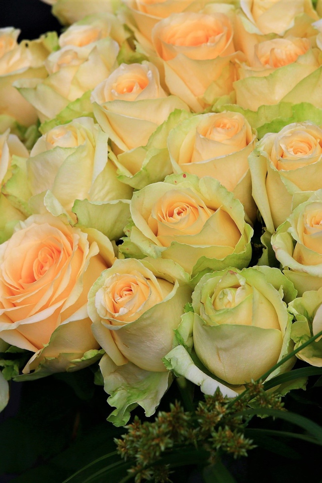 Большой букет нежных роз персикового цвета