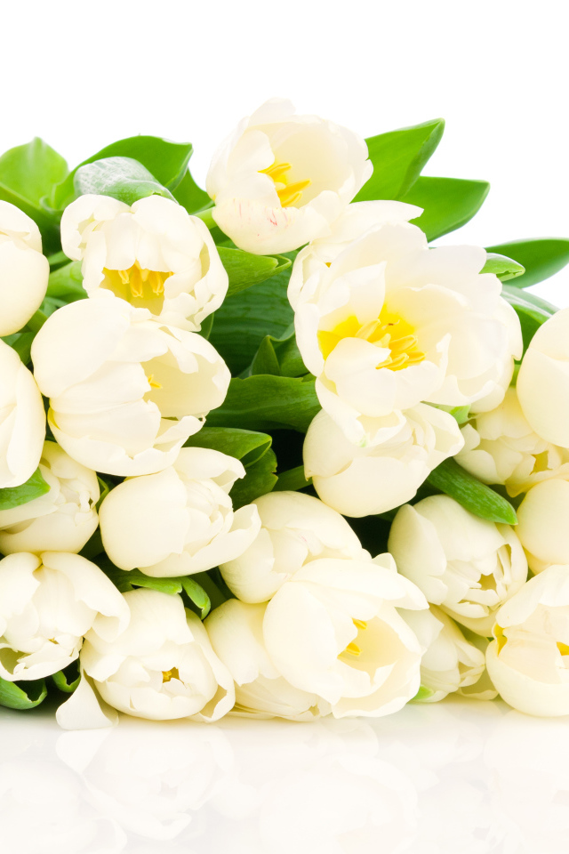 Большой букет белых тюльпанов на белом фоне