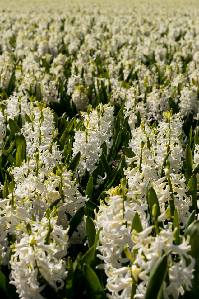 Большое поле белых гиацинтов