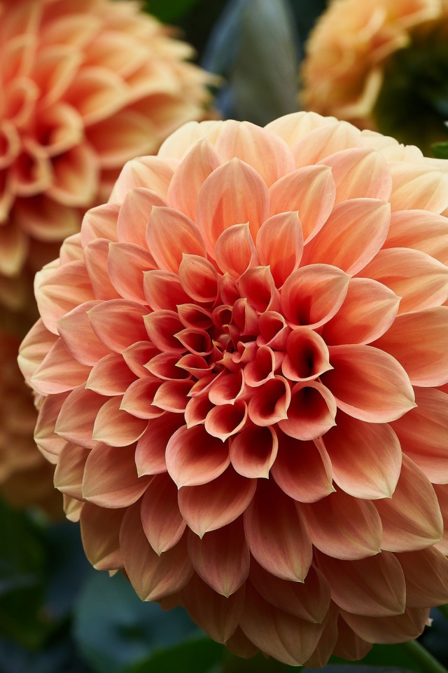 Крупный цветок георгин кремового цвета 