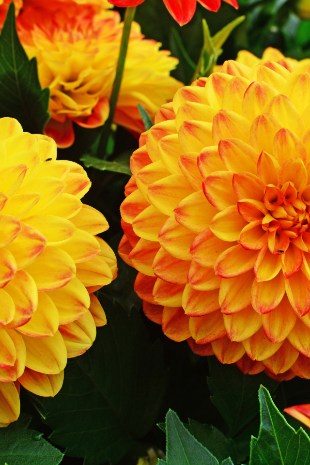 Крупные оранжевые георгины 