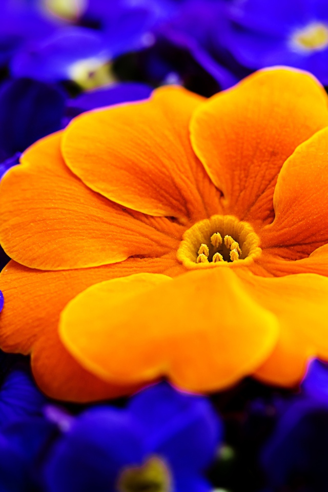 Большой оранжевый цветок среди синих цветов 