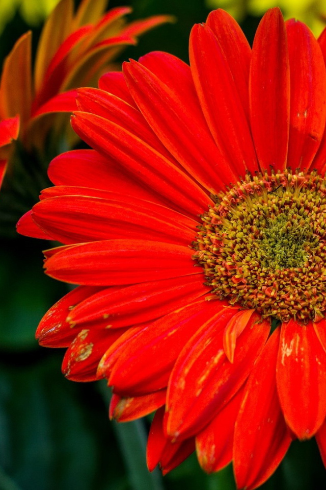 Крупный оранжевый цветок гербера 