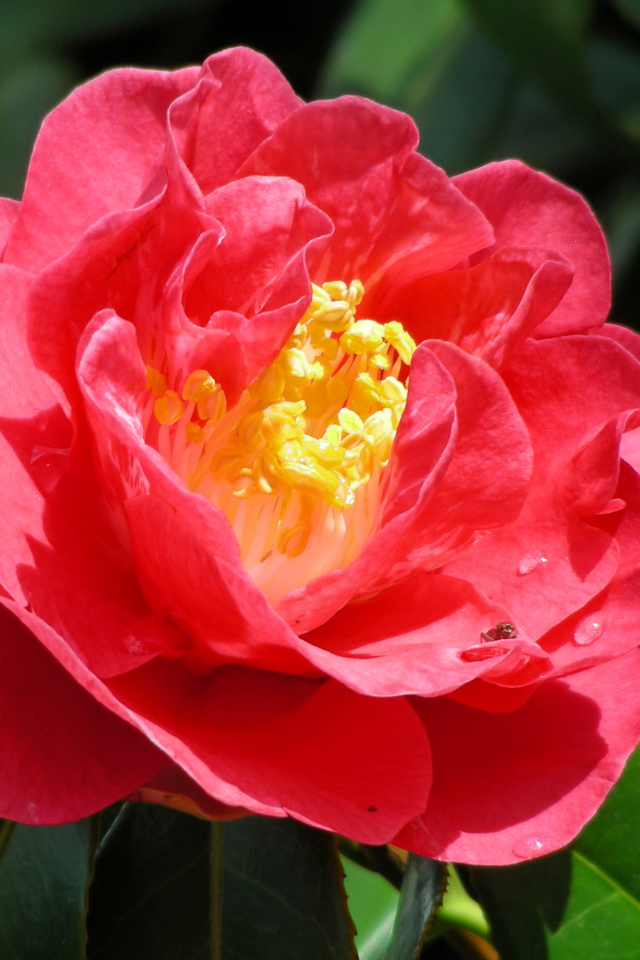 Крупный розовый цветок камелия