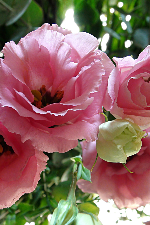 Крупные розовые цветы Эустома 