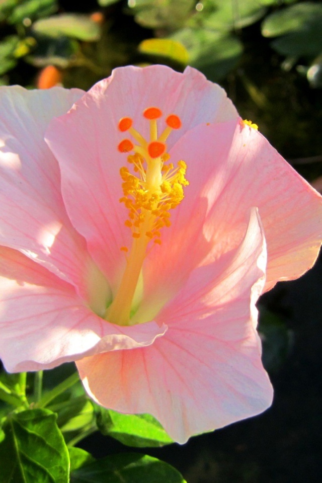 Крупный розовый цветок гибискуса 