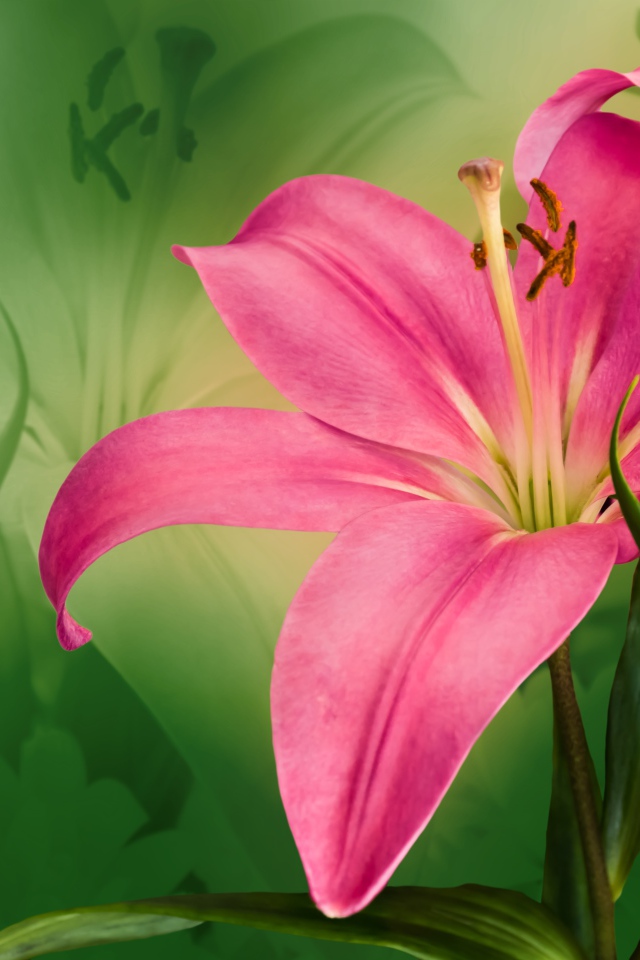 Большая розовая лилия крупным планом