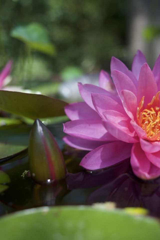 Большая розовая кувшинка с бутонами в воде