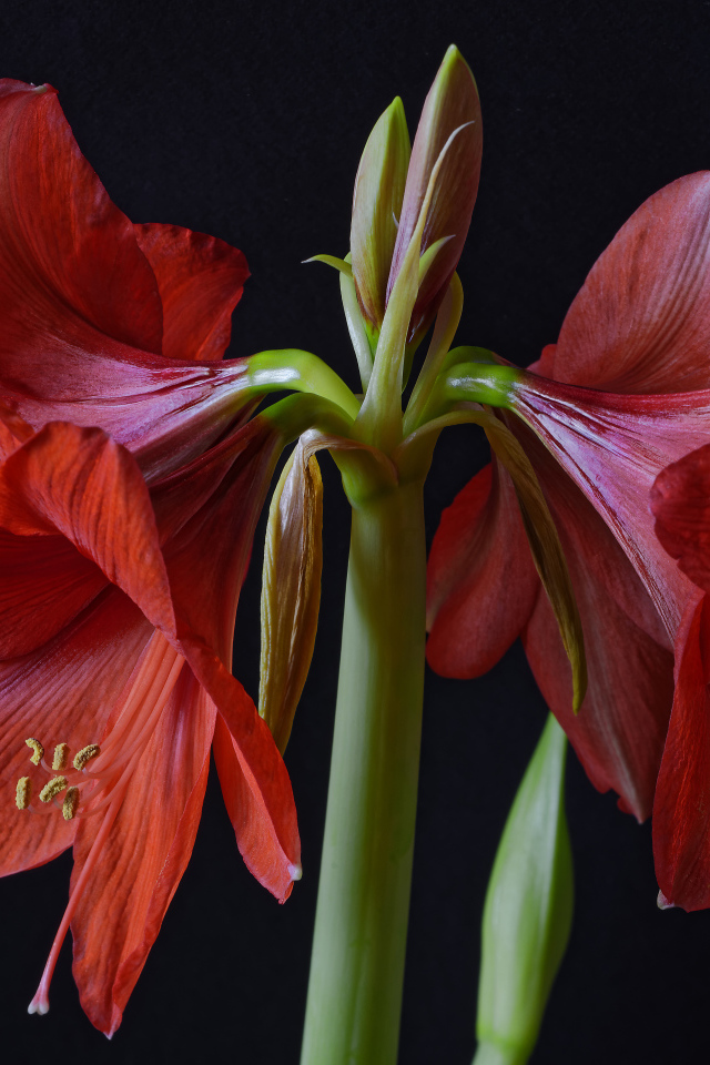 Крупные красные цветы Амариллис на черном фоне