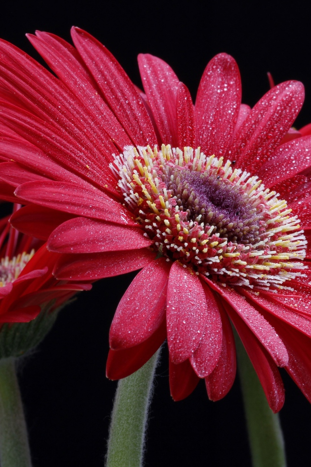 Крупная красная гербера с капельками воды на лепестках