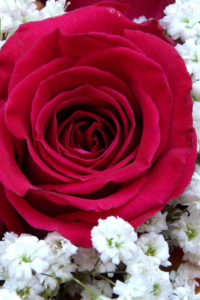 Крупная красная роза с белыми цветками левкой