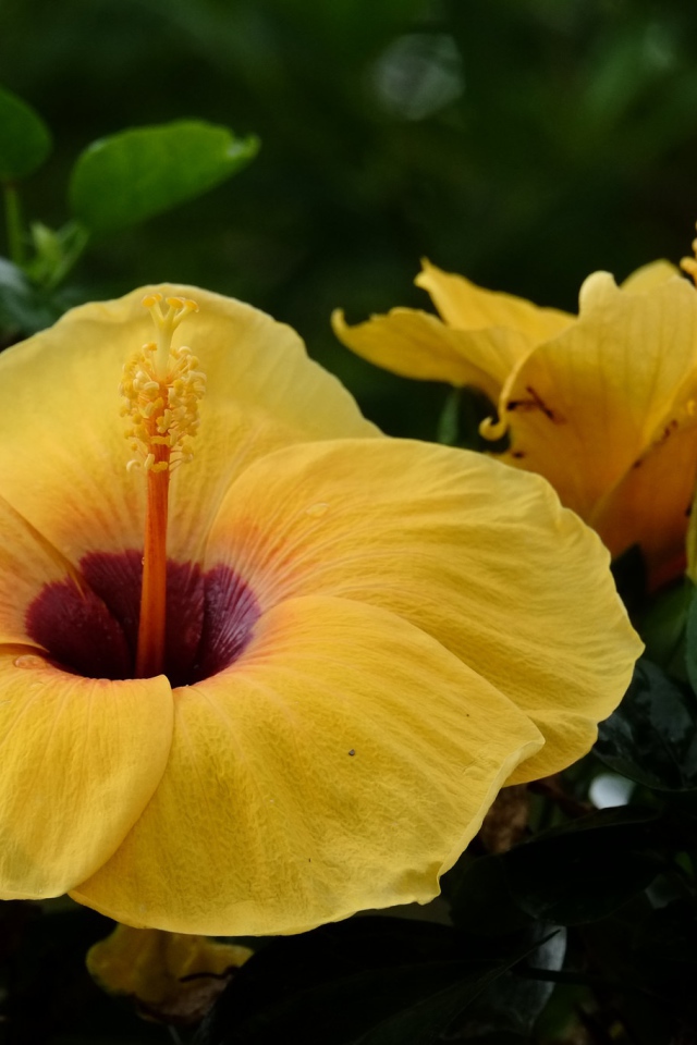 Большой желтый цветок гибискуса крупным планом