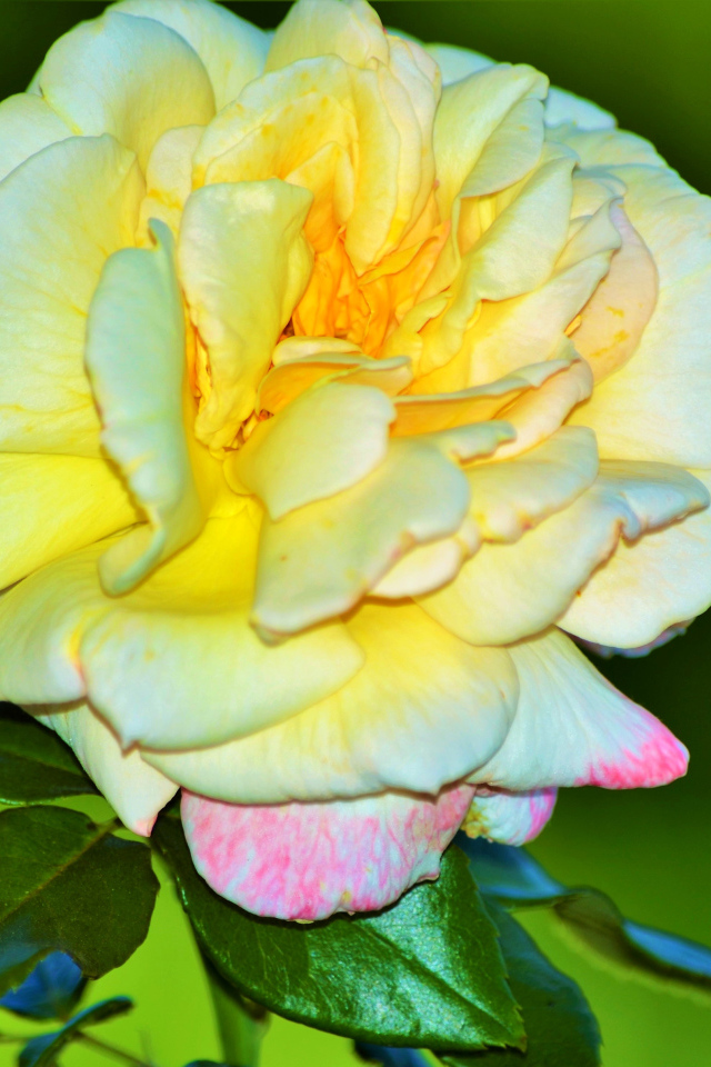 Крупная желтая роза на зеленом фоне