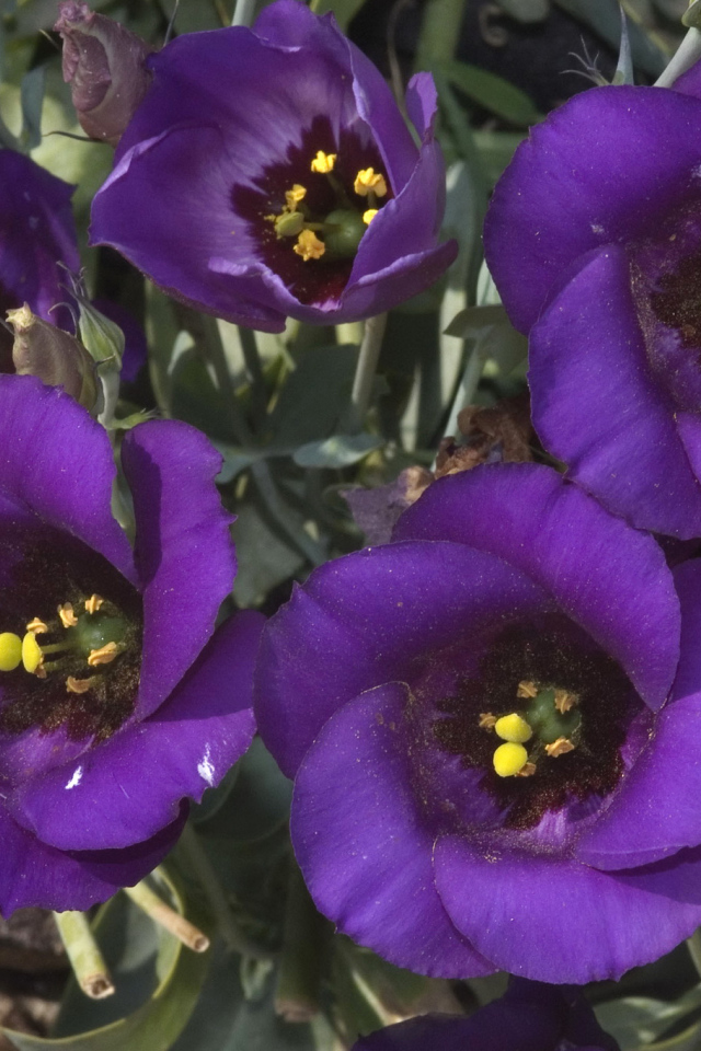 Сиреневый цветок Эустома крупным планом 