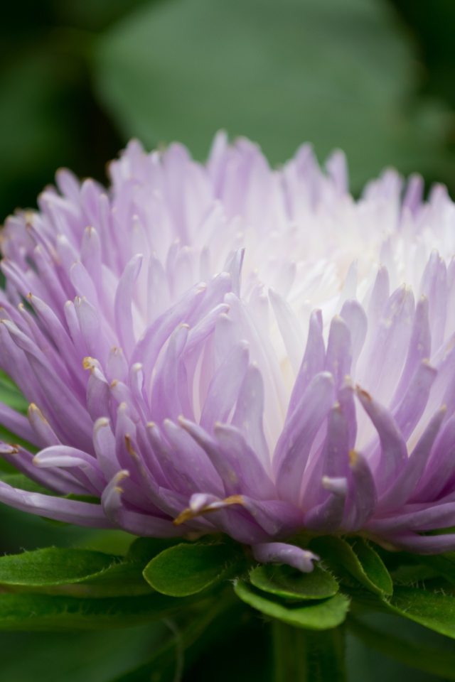 Сиреневый цветок астра крупным планом