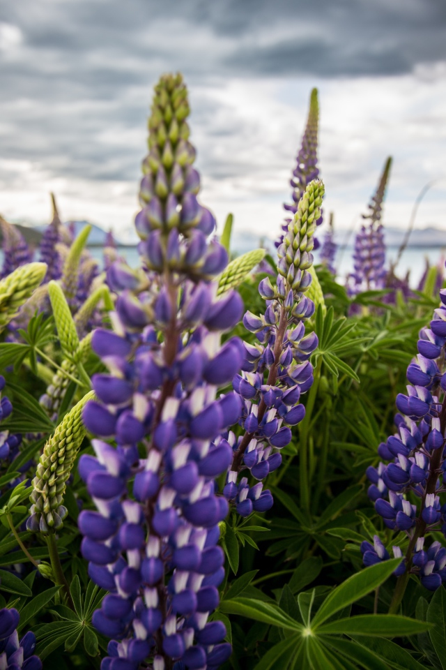 Сиреневые цветы люпины под пасмурным небом 