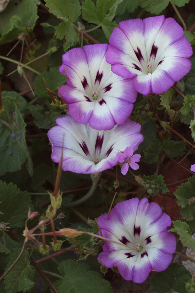 Сиреневые цветы вьюнки на клумбе