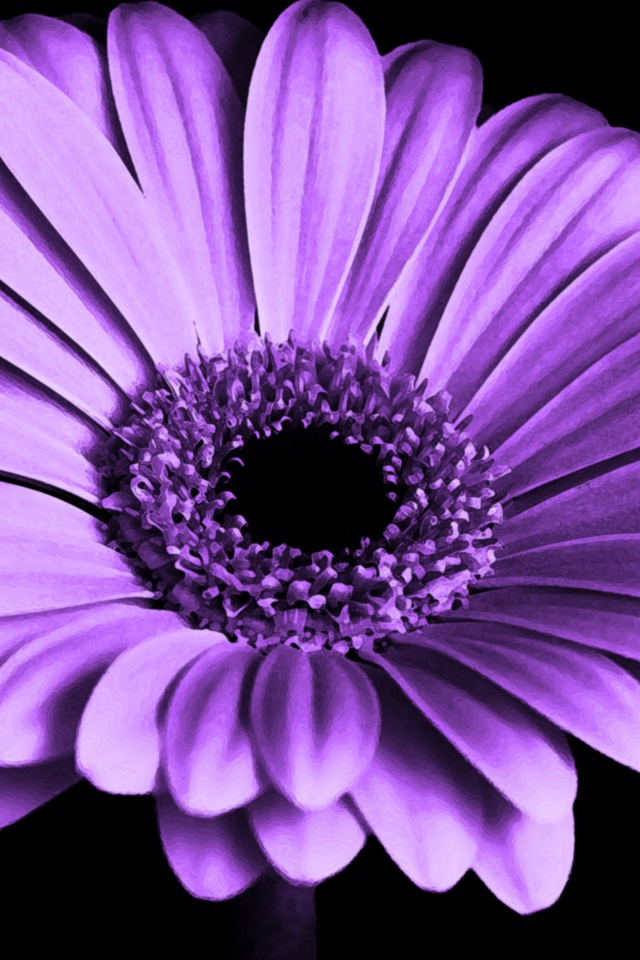 Сиреневая гербера на черном фоне крупным планом