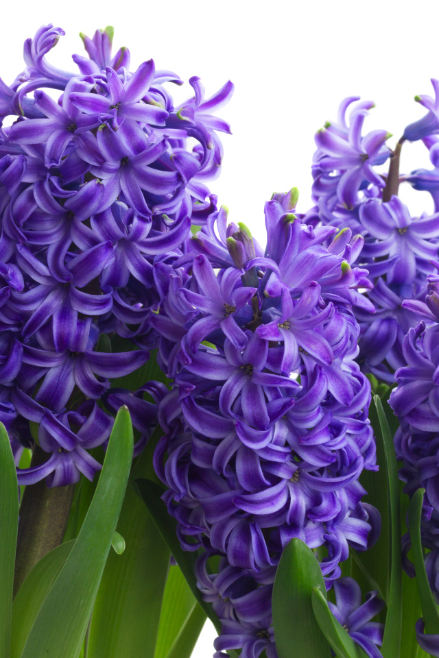 Сиреневые весенние цветы гиацинта на белом фоне