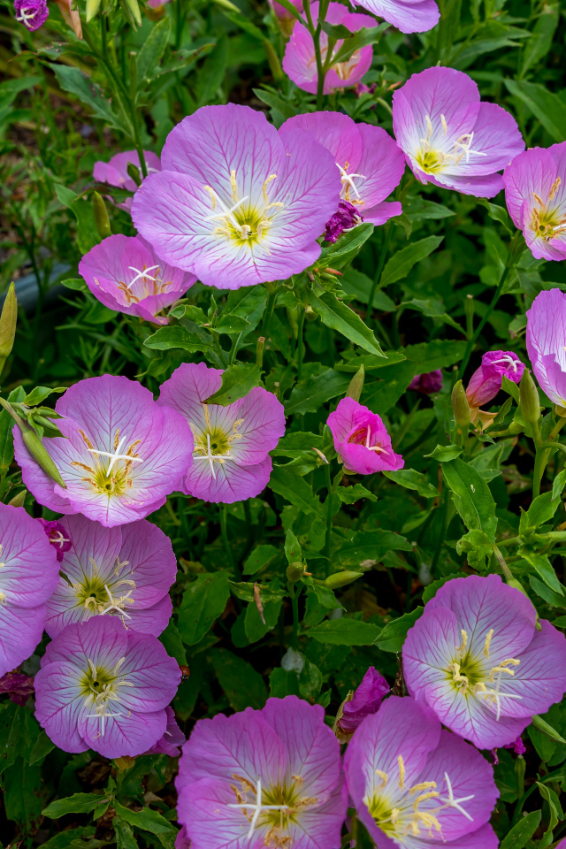Сиреневые летние цветы крупным планом 
