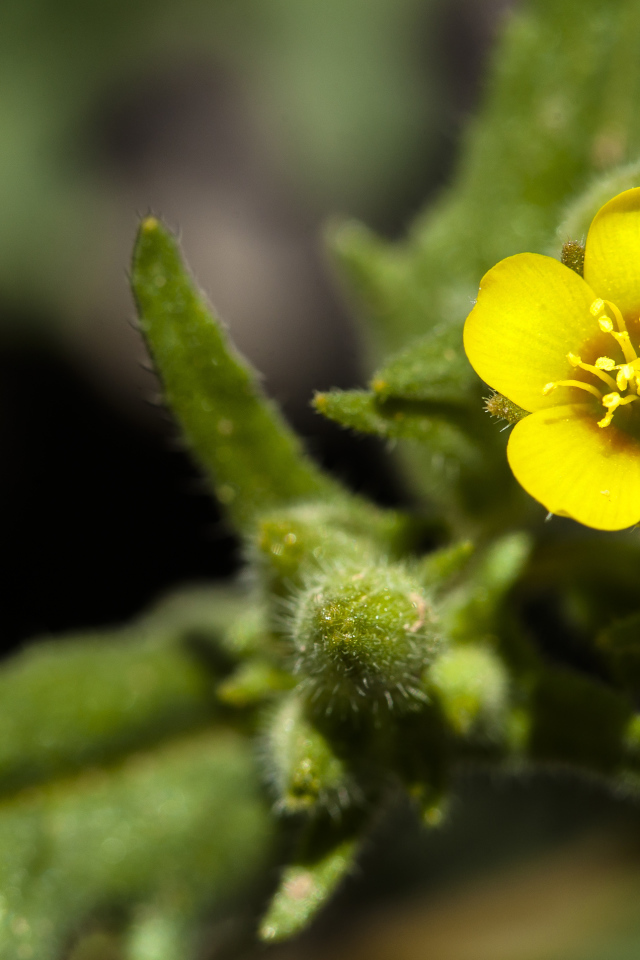 Маленький желтый цветок Mentzelia micrantha крупным планом