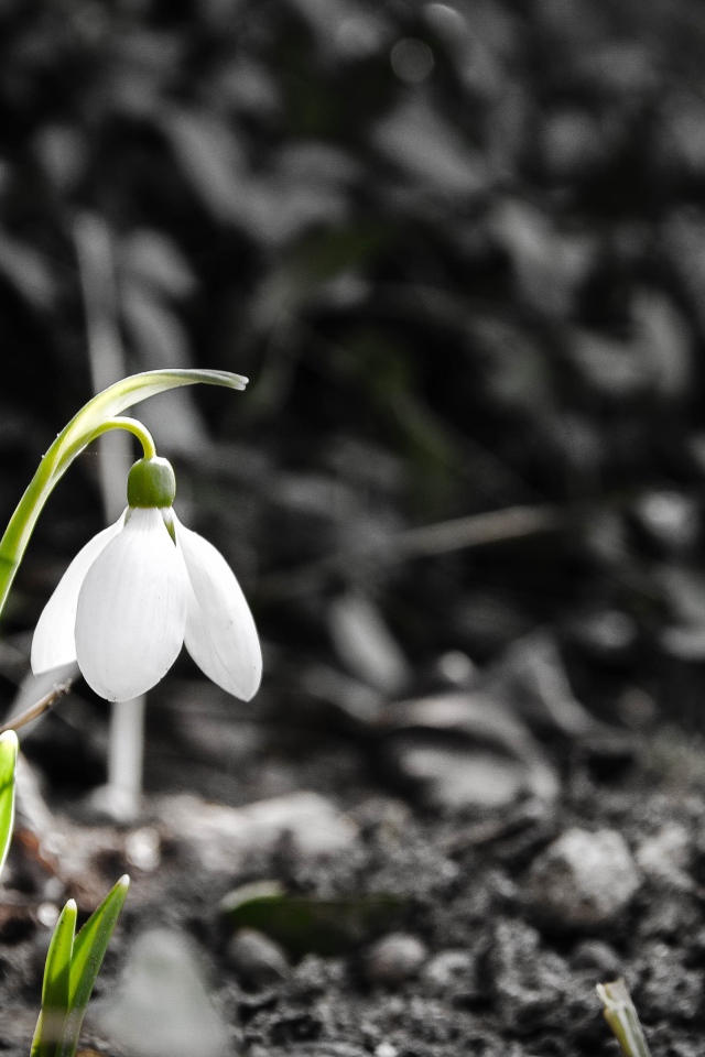 Одинокий белый весенний подснежник 